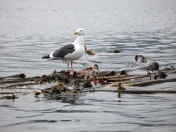 seagull on seaweed in the ocean