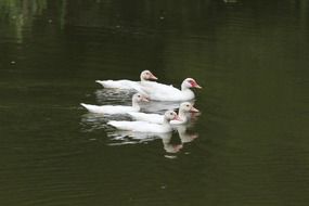 white ducks swimming on the lake