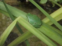 Beautiful and cute green frog on the leaf
