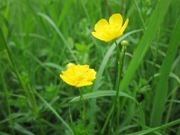 tiny yellow ranunculus acris flowers