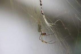 spider in Brazil