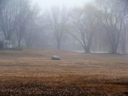 trees in mist at fall