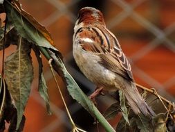 sparrow perched on the dried branch