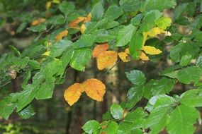 autumn foliage in the forest