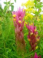 unusual pink flowers among tall green grass