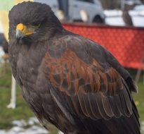 raptor falco bird close portrait