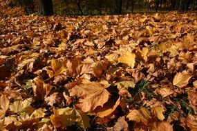 autumn leaves close-up