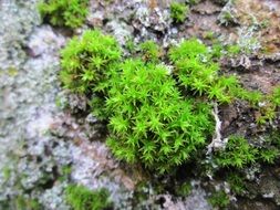 green moss on gray rock