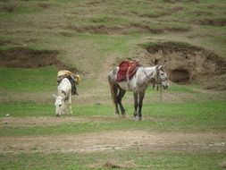 horse and donkey are grazing in the mountains