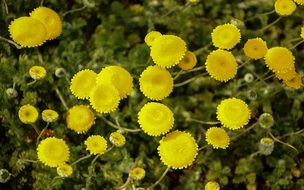 Cotula, yellow flowers close up