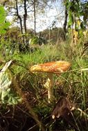 growing red fly agaric mushroom in nature