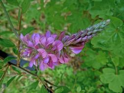 Purple flower on a green background