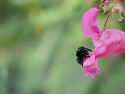 Hummel on the beautiful pink flower