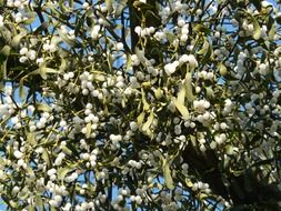 tree with white berries of mistletoe