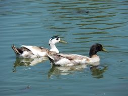 two birds in the pond