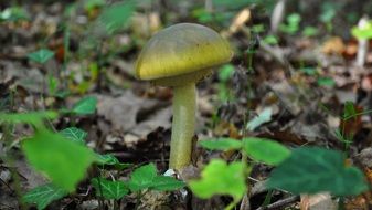 yellow toxic mushroom in the autumn forest