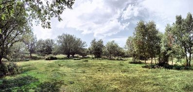 landscape nature trees sky green sunny field