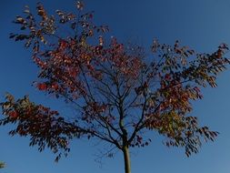 Tree with red leaves at sky