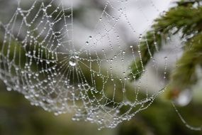 Rain drops on spider web