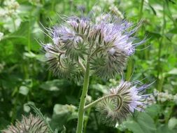 lacy phacelia wildflower