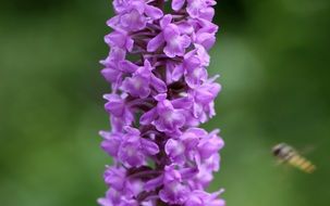 close-up oblong branch of purple lilac