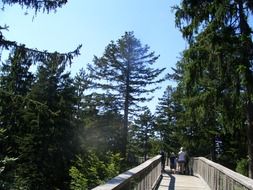 Treetop path in Bavarian forest
