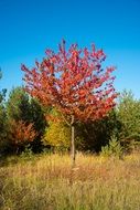 autumn trees red leaves