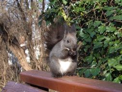 gray squirrel on a wooden bench