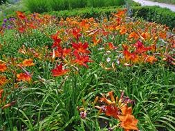 flowers blooming in the yard