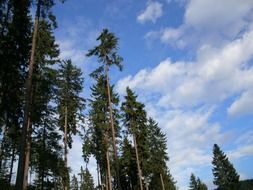 tall spruce forest
