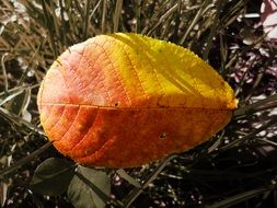 yellow orange leaf on dry grass