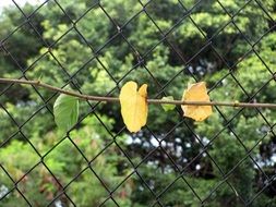 branch with leaves near the grid