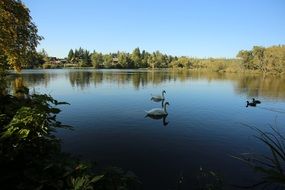 landscape of swan and ducks on the lake