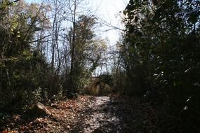 forest in sunny autumn day