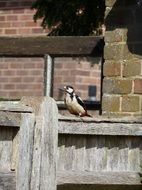woodpecker on a wooden fence on a sunny day