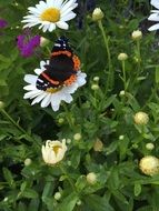 Butterfly on the daisy