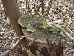 light brown tree fungus