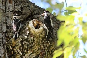 woodpeckers on a tree