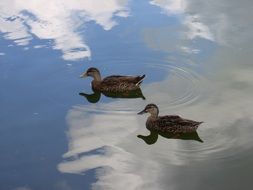 two ducks in the blue pond in summer