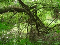 branches with green leaves over the river in the forest