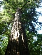 majestic sequoia tree