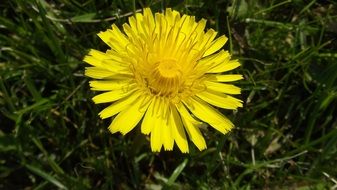 yellow dandelion flower blossom closer view