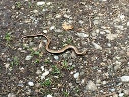 snake on the ground in the forest