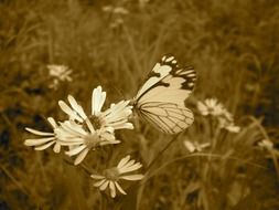 white butterfly on a white flower