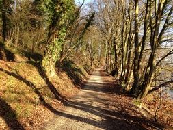 path in a sunny forest in schaffhausen