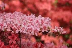 amazing colors of spring flowers