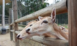 deer behind a wooden fence