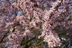 pink flowering tree close-up
