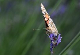 butterfly on a purple flower on a blurred background