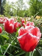 Beautiful, blooming red tulips with green leaves among other plants in the park